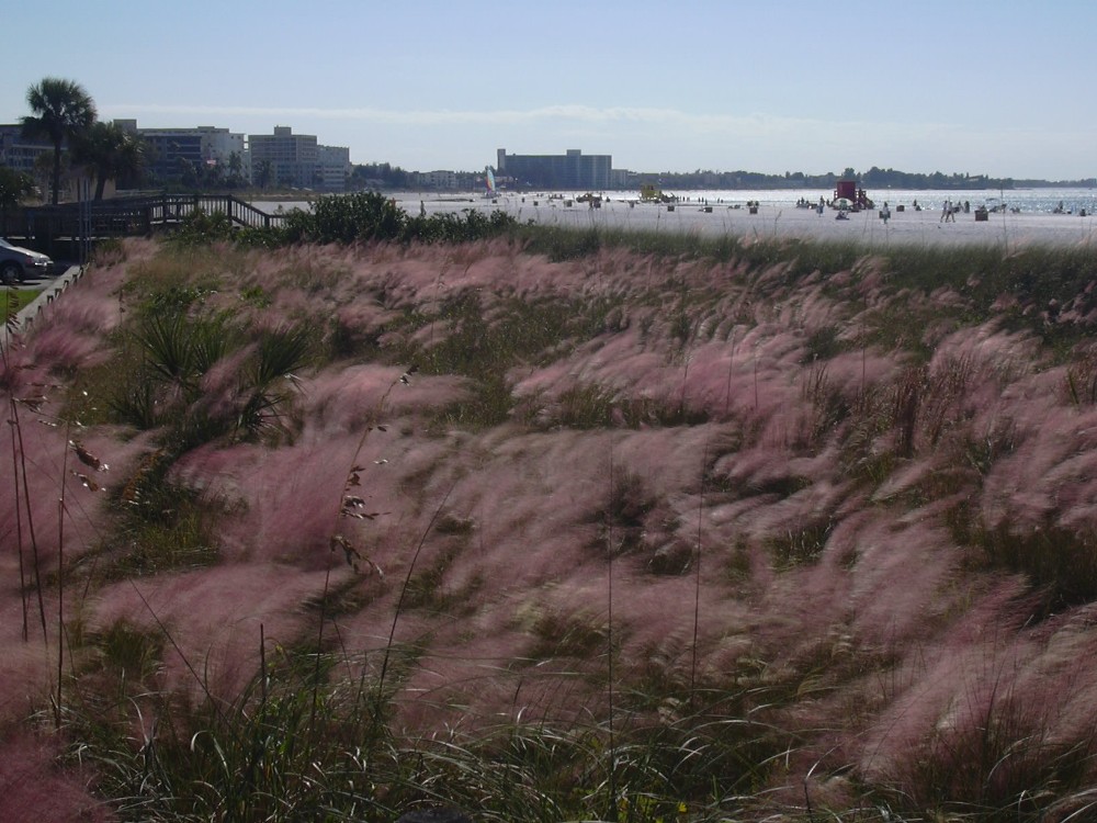 muhlenbergia_filipes_1